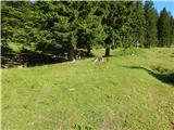 Kranjski Rak  - Gradišče (Velika planina)